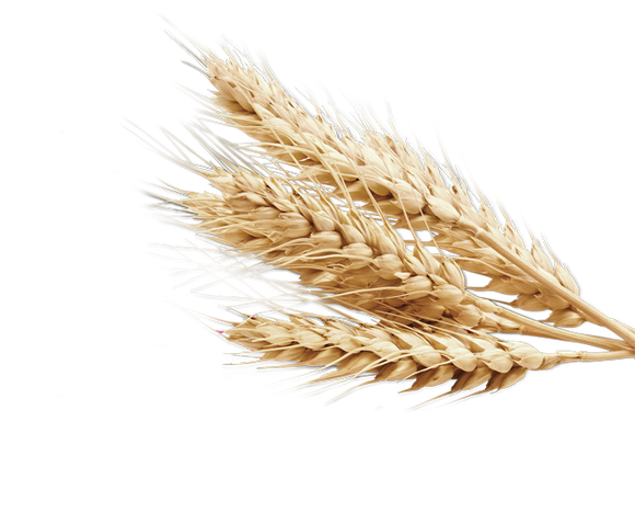 Wheat Plant Cutout